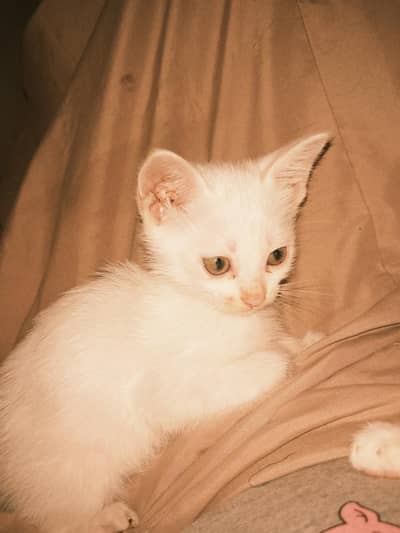 Persian kitten for sale