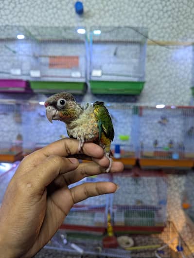 pineapple conure baby parrot chick . hand tamed friendly