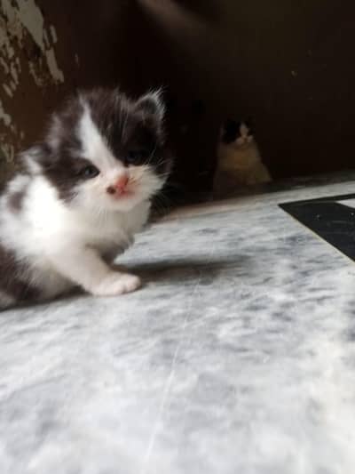 punch piki face triple coat kittens