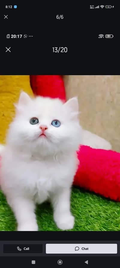 Persian cat for sale male or female my WhatsApp number 3314372136