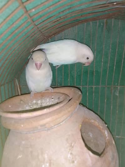 albino black eye pair