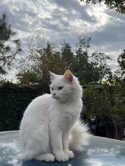 PERSIAN DOUBLE COAT CATS FOR SALE