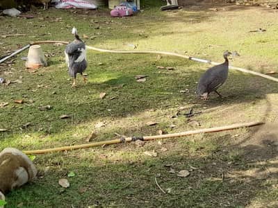 چائنیز مرغیاں