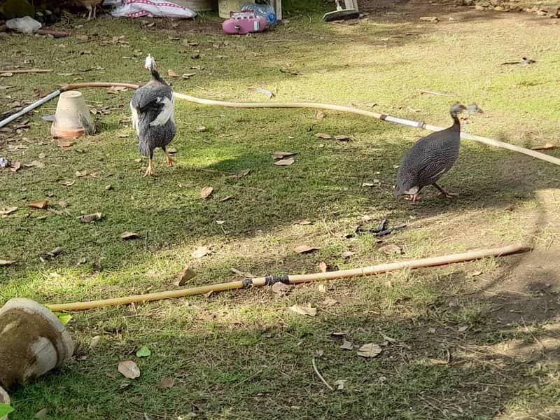 چائنیز مرغیاں 0