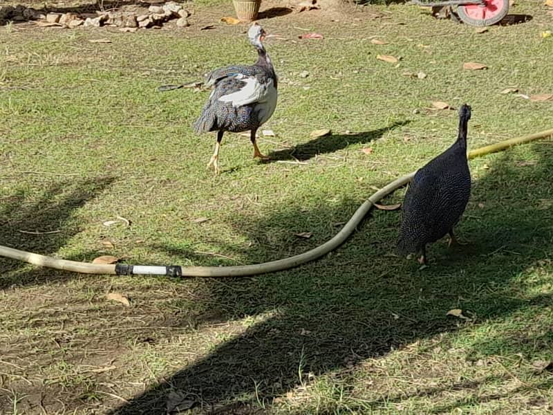 چائنیز مرغیاں 1