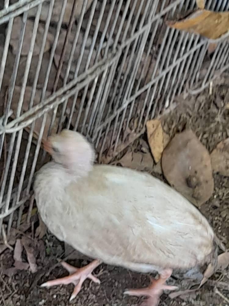 چائنیز مرغیاں 2