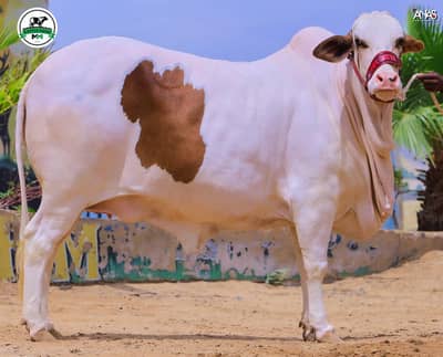 Bhraman Bull /nukra Bachra /dondy /Qurbani 2026 /desi bulls