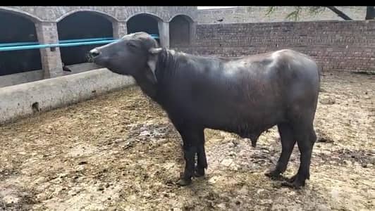 katta bachra for qurbani  2026