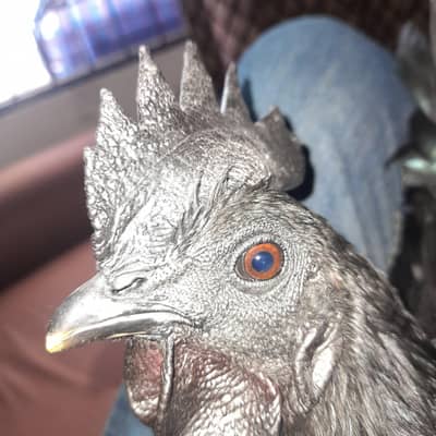 Pure Ayam Cemani for sale