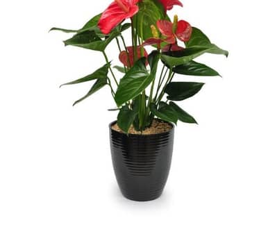 clay pots and fancy items