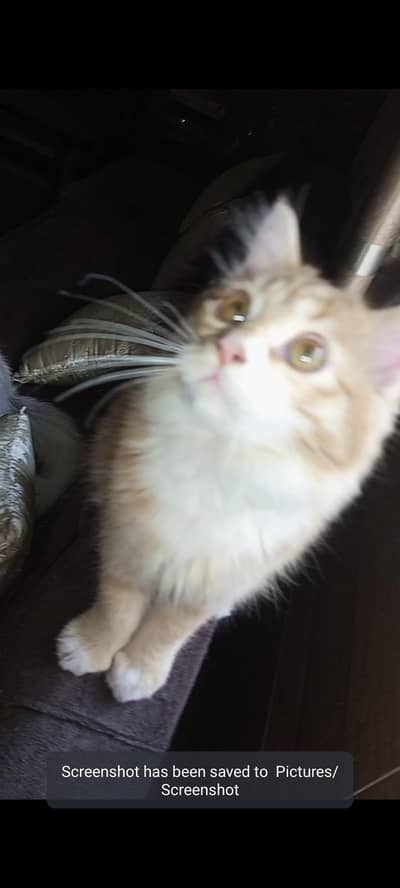 single coat Persian cat