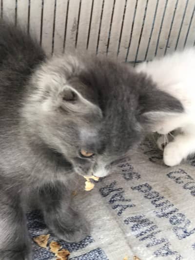 gray and white piar yellow eyes per pices 13k pair 22k