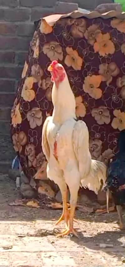 TOP QUALITY OH SHAMO CHICKS and EGGS AVAILABLE FOR SALE
