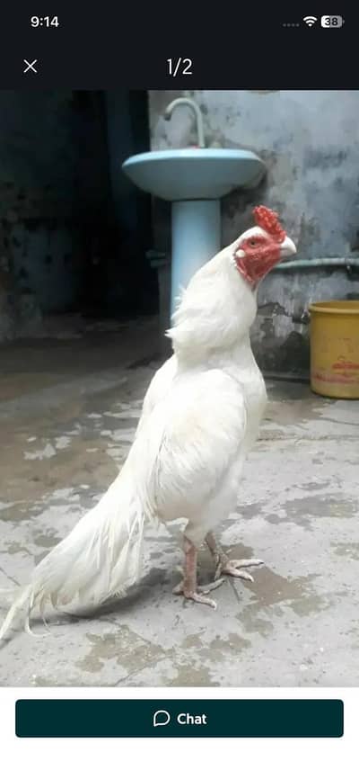 Heera quality aseel chick  for sale