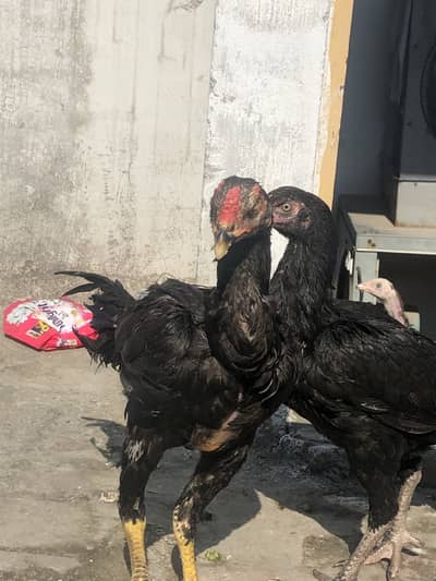 Aseel pair For Sale urgent Sale