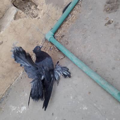 american peigons for sale