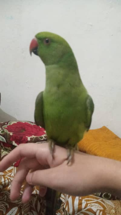 Hand-Tamed Green Ringneck Male