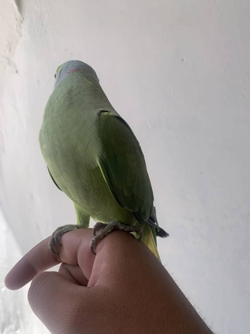 Parrot 1