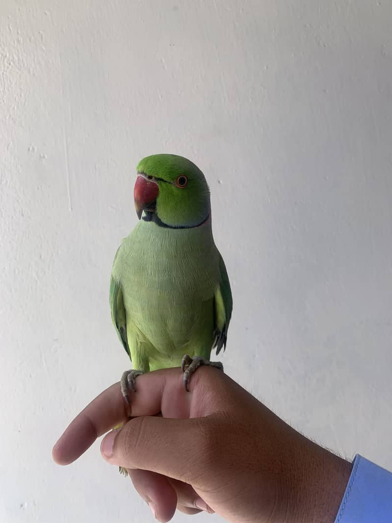 Parrot 4