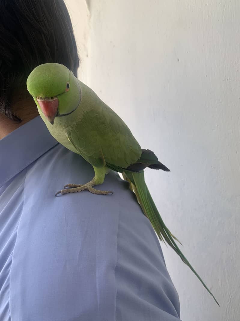 Parrot 5