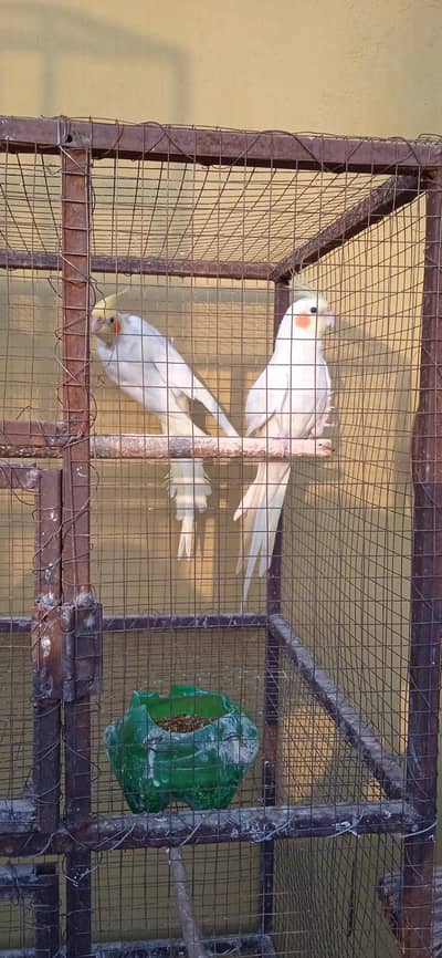 cocktail & love bird