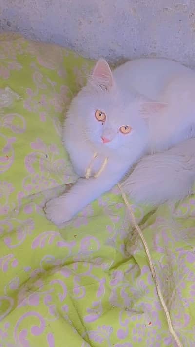 Healthy and active “PERSIAN CAT”