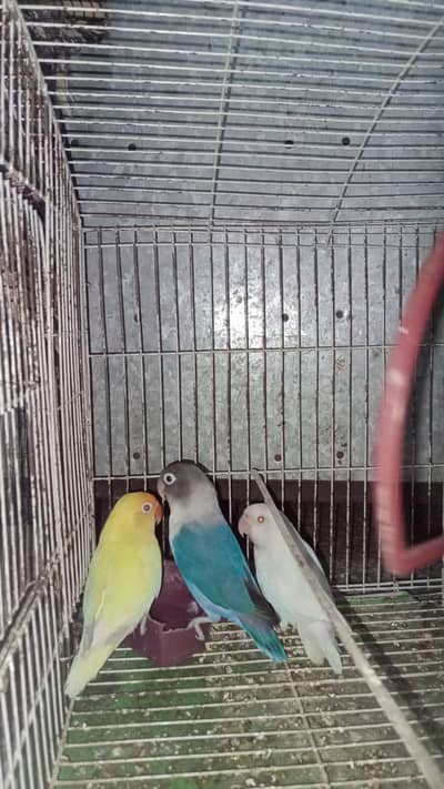 lovebirds pair Available
