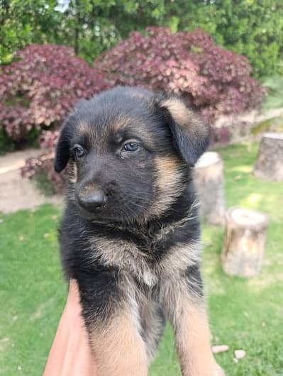 German Shepherd Male