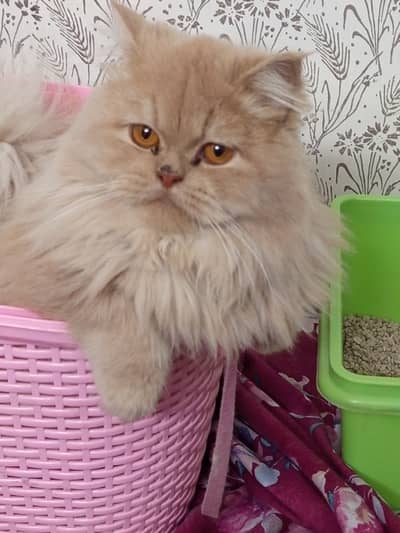 Vaccinated punch face Persian cat