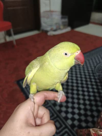 fully tamed female for sale