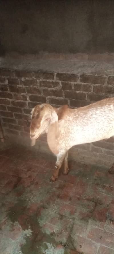 bakra