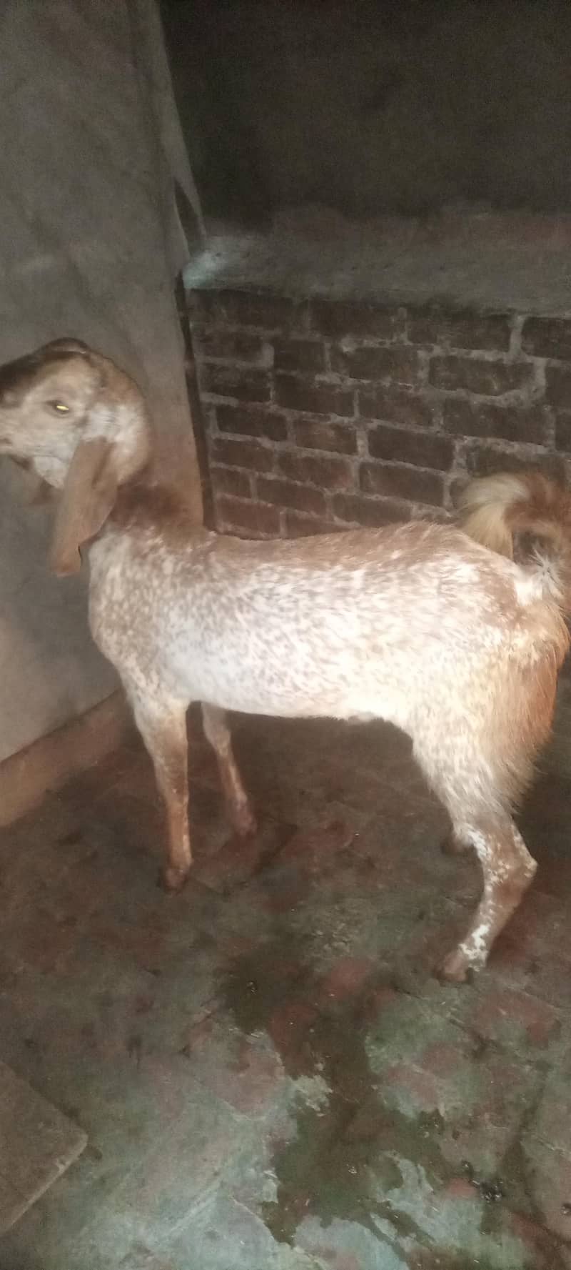 bakra 1