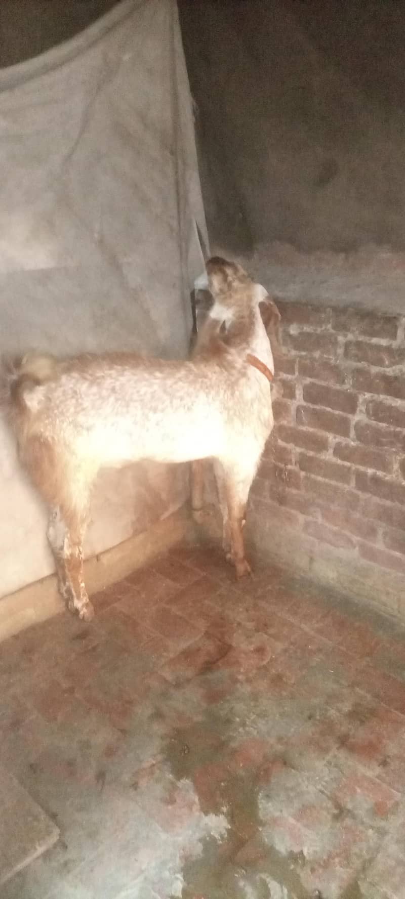 bakra 3
