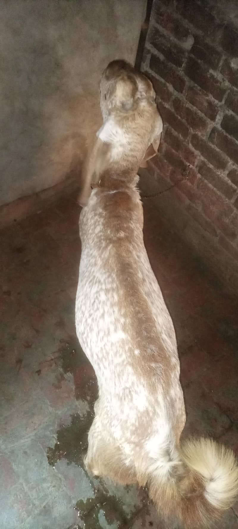 bakra 5