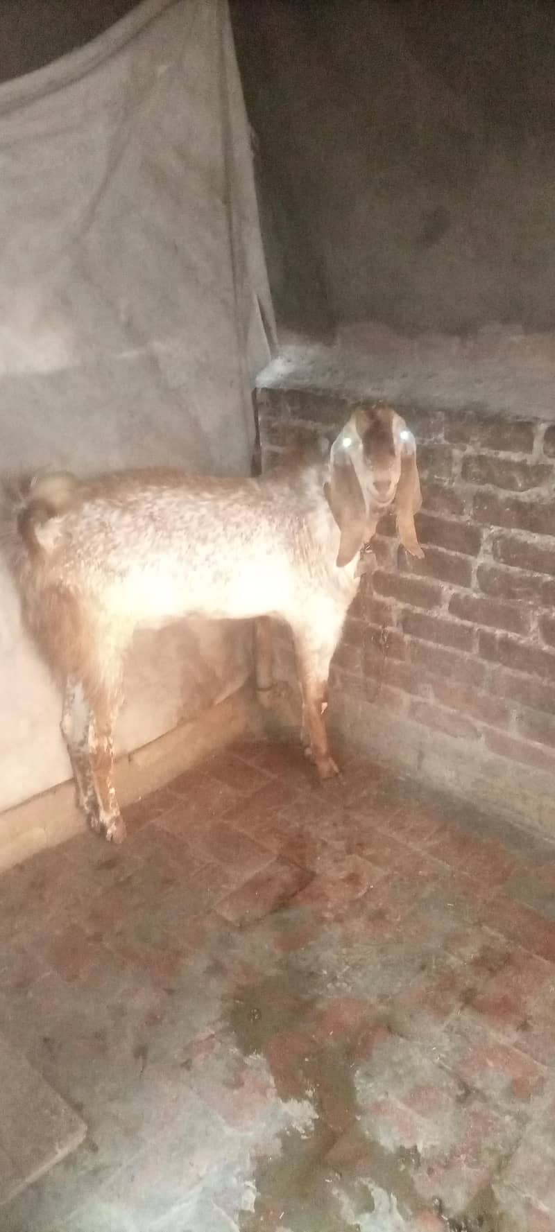 bakra 6