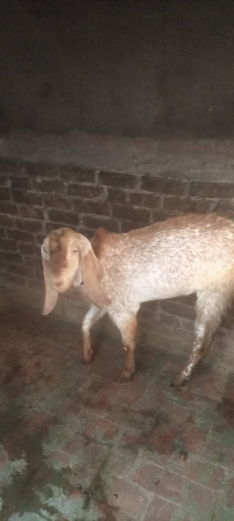 bakra 8