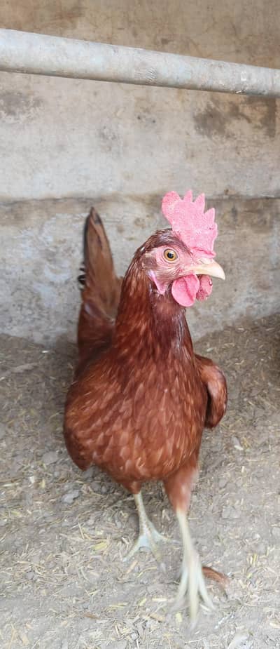 golden misri female available up for sale