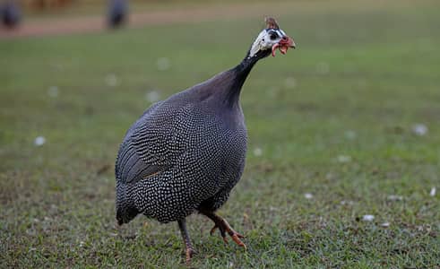 guinea fowl