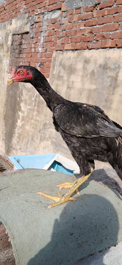 Veit x Pakistani Parmoz Patha