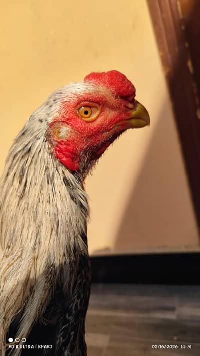 sale kr rha hoon majbori hy isi leye