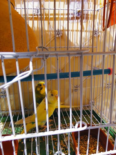 parrots with Cage for sale