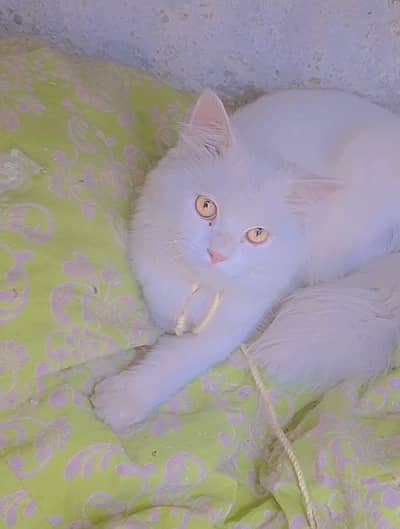 Healthy and active “PERSIAN CAT”