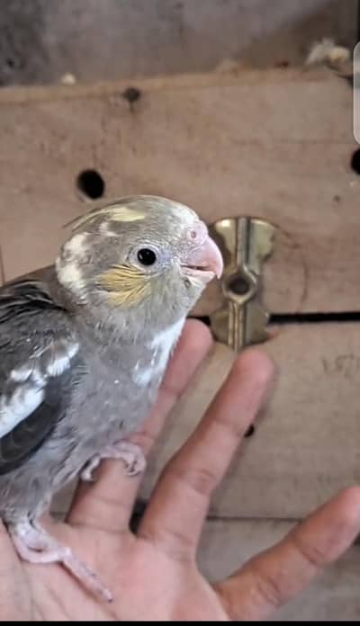 hand tame and hand feed cockatiel