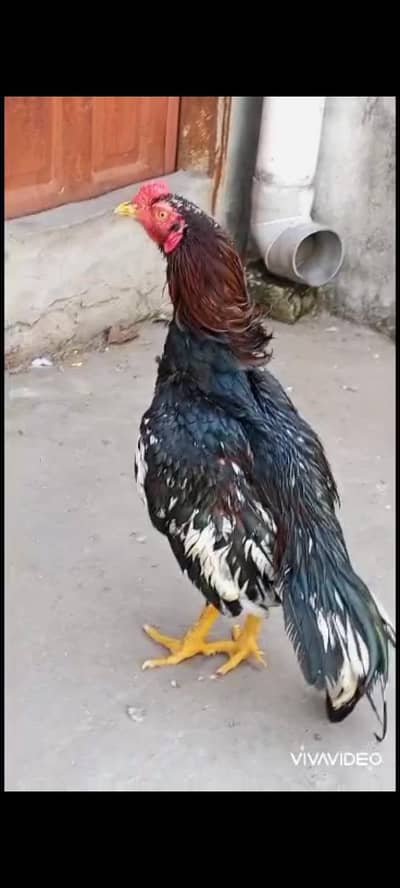 Two quality aseel for sale