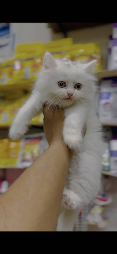 Fluffy White Persian kitten