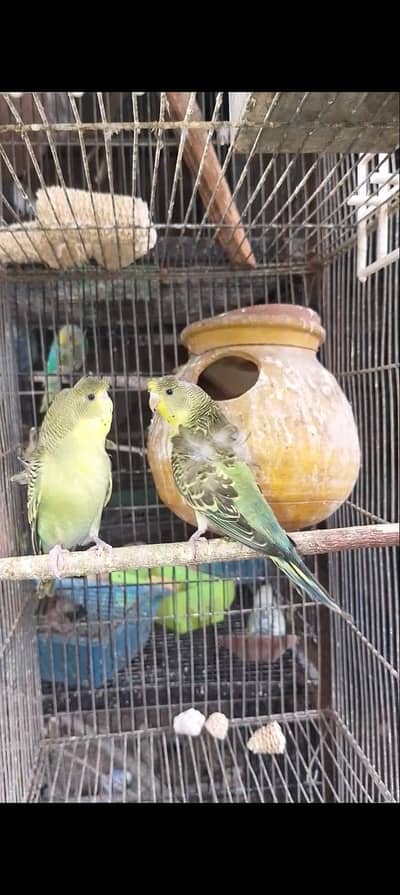 hogoromo,hogo,rainbow,bajri, double flower