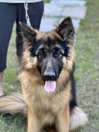 Healthy , Friendly and Vaccinated. non pedigree German Shepard