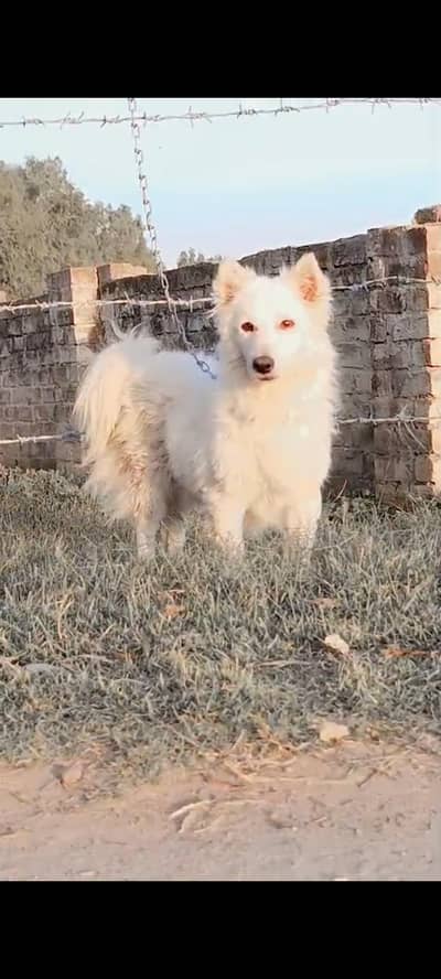 Russian puppy male 9 months war sale