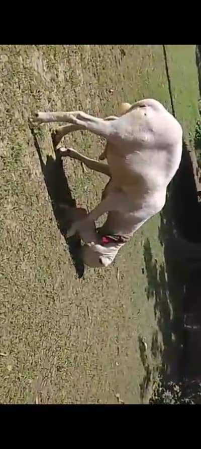 Pure Kajla male sheep