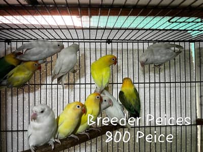 Love Birds Breeder and pathy Pairs